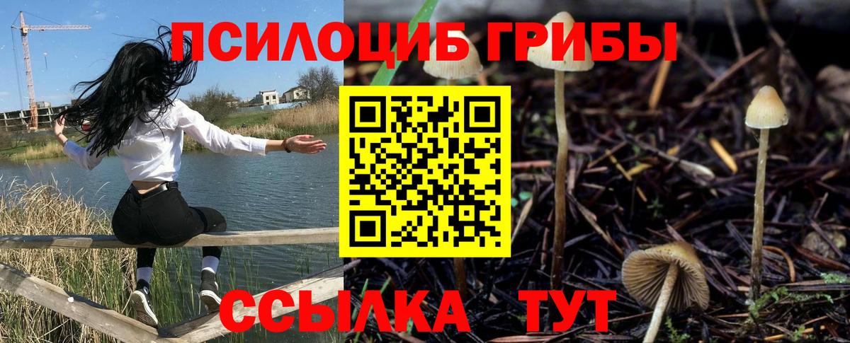 Галлюциногенные грибы Psilocybe Киселёвск